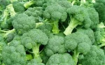 fresh green Broccoli