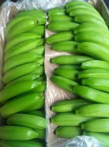Fresh Natural Cavendish Banana Wholesales for sale
