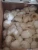 Import Fresh natural white garlic/ 2020 Harvest/ Top quality garlic/ from USA