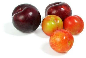 fresh prune/plums
