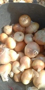 Fresh Red onion / Brown onion , first High quality , very competitive price