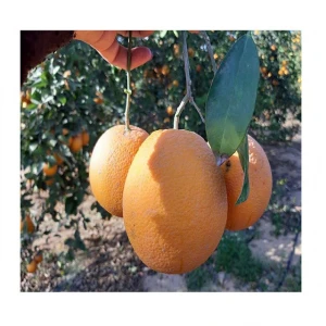 Fresh valencia orange / orange fruit from Vietnam - Wholesale for fresh orange / navel orange