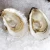 Import Frozen Oyster Meat,frozen Shellfish , Half Shell Mussel from USA