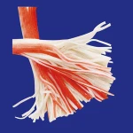FROZEN SURIMI CRAB STICKS