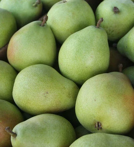 Grade A Fresh Pears