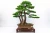 Import green decoration ornamental plant Potted Palm Tree Plants from China