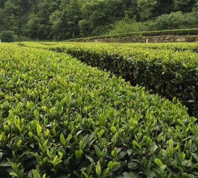 Green Nature china green tea maofeng organic certification