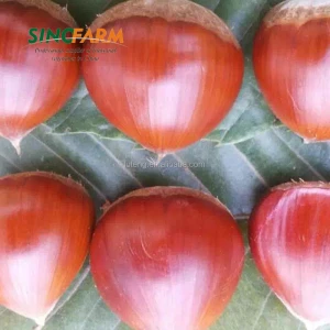High quality bulk chestnut in china