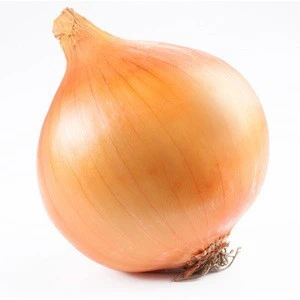 high quality fresh yellow onion