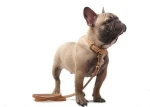 High Quality Handmade Leather Dog Leash And Collar Set