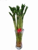 high quality horticultural products green plant lotus bamboo in Zhanjiang
