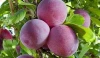 High Quality Sweet LAETITIA PLUMS