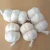 Import High Quality Wholesale White Fresh Garlic Germany from United Kingdom