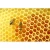 Import Honey 100% Natural Pure Honey from Vietnam