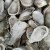 Import Hot Sale Frozen Half Shell Pacific Oyster from China