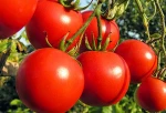 Hot sale Indian red fresh tomato