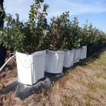 Hot sell high quality plastic nursery bag vegetable grow bags