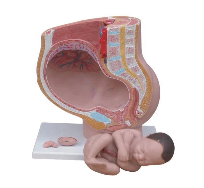 Human Female Pelvis Section (4 parts) Hospital school medical teaching training anatomical model