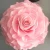 Import iFan huge 20cm rose Long lasting preserved roses flower wholesale from China