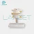 Import LANCET 2020Joint model Medical education Life-Size lumbar vertebral set model human anatomical lumbar retractor set from China