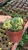 Import live large indoor succulent nursery cactus plant 12-15cm TRICHOCEREUS pachanoi online outdoor home decoration from China