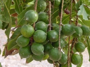 Macadamia Nuts Vietnam/Prices of Macadamia Nuts