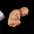 Import Medical 7 months Fetus Model from China