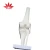 Import Medical Bone model ligament Functional Knee Joint model from China
