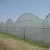 Import Medical planting agricultural greenhouse with blackout curtain from China