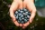 Import Mexico Grown Blue Berries Fruit BLUEBERRIES Robinson Fresh MOQ 12x 6 Ounce Quick Delivery in US from USA