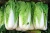 Import New Crop High Quality Big Size 25cm Length Fresh Celeri Organic Chinese Cabbage From Vietnam from Vietnam