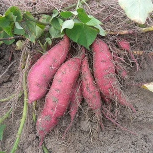 new crop sweet potato in high quality