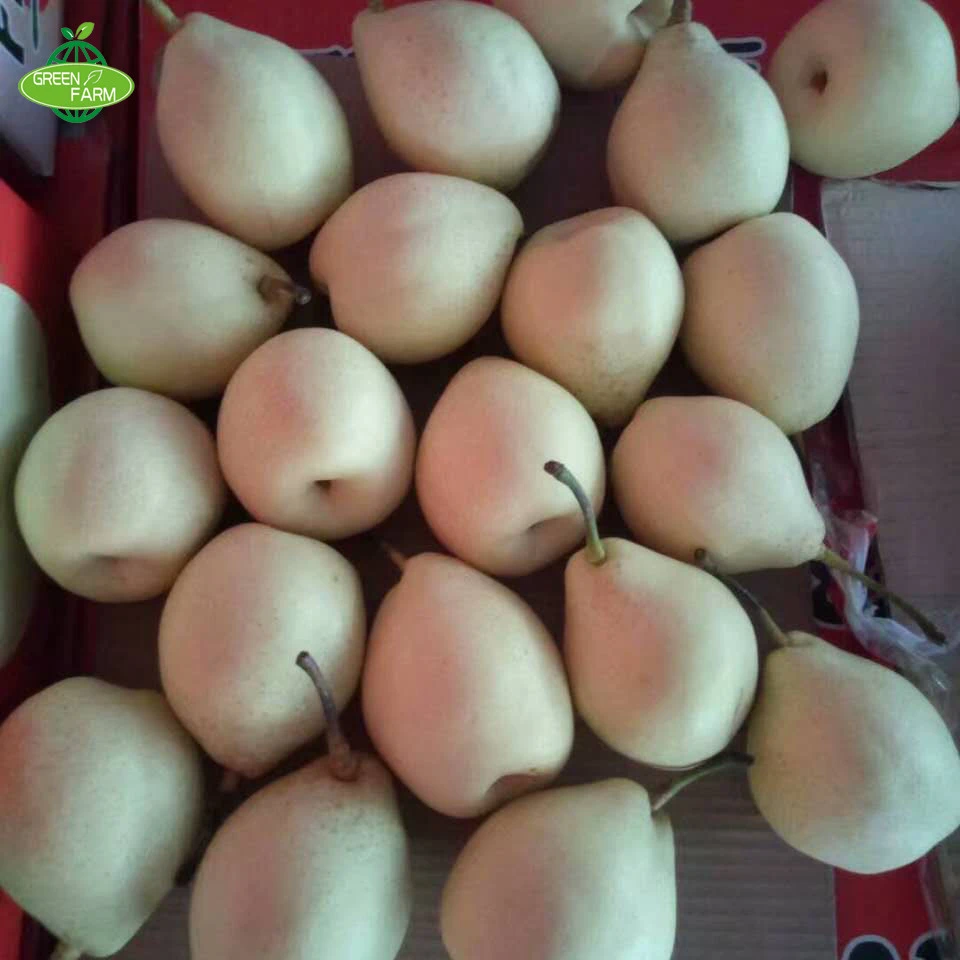 new crop thailand fruit farm ya pear
