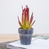 New design custom decorative small mini potted fake succulent artificial plant in pulp flowerpot