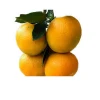 November Sugar Mandarin Orange