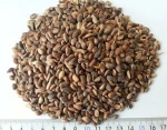 Oil Pine Nut for bird