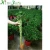 Import ornamental indoor lucky bamboo plants from China