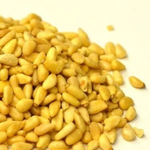 pine nut supplier sells top quality