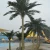 Import Plastic Fake Large Tree Artificial Coconut Tree Palm Tree from China