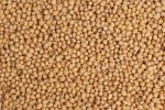 PREMIUM GRADE  CLEANED RED SORGHUM NOW AVAILABLE