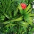 Import Promotional 100X100cm indoor outdoor foliage wall artificial plant with flowers for home decoration from China