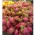 Import Quality Fresh Dragon Fruit With Competitive Prices from South Africa