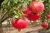 Import Quality Pomegranate, Fresh Pomegranate Supplier from Ukraine