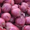 Red fresh onion manufacturer from China