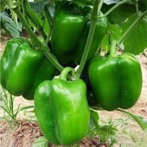 Red Hot High Quality Chilli Seeds