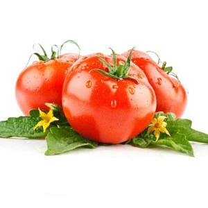 S511 Da fan qie Hot Sale Chinese Vegetable Seeds Tomato Seeds