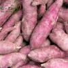 Seasonfor sale sweet potato Japanese best price