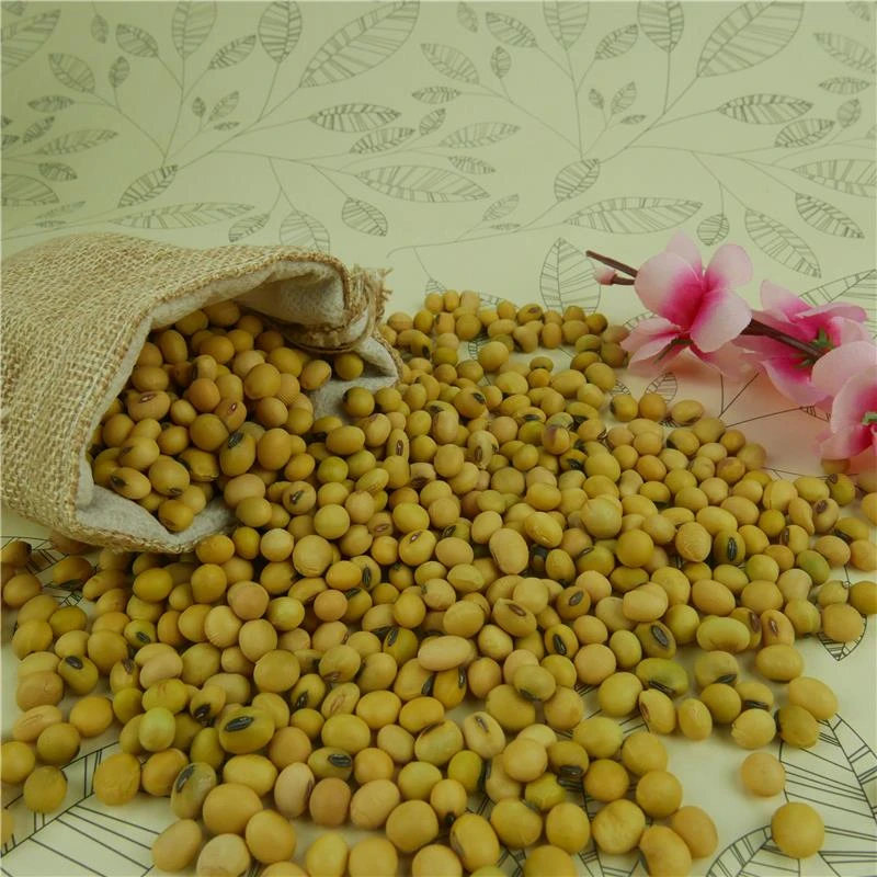 Soybean 6-8mm polished type with good price on hot sale