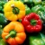 Import STANDARD FARM GERMANY FRESH CAPSICUM/ BELL PEPPER from South Africa