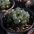 Import succulents wholesale rare korean live plants indoor haworthia succulent from China